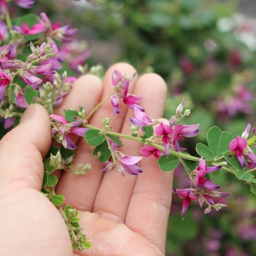 だるま萩 (1).jpg