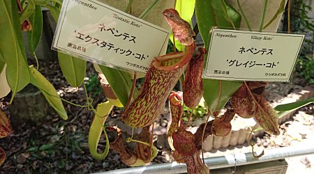 植物園訪問 ｢京都府立植物園｣編 | 僕の食虫植物日記 - 楽天ブログ