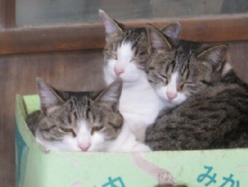 外猫　2012.12.08 003.jpgブログ.jpg