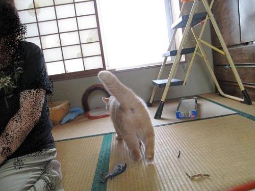 クリームうしろすがた.JPG