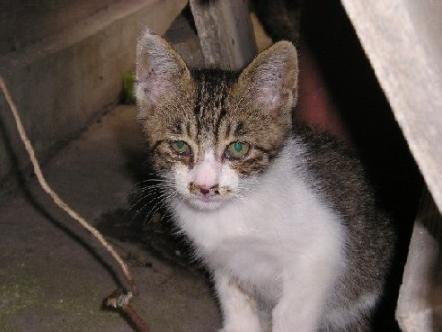 外猫