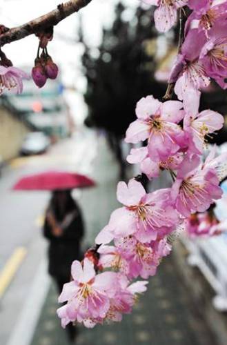 韓国　桜　開花予想