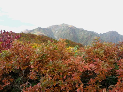 紅葉と魚沼駒.jpg