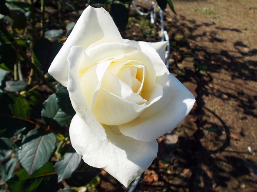 s-c0571.jpg
