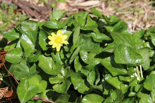 20150228 ヒメリュウキンカ3.jpg