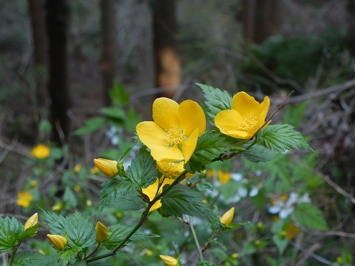 20140412山吹.jpg