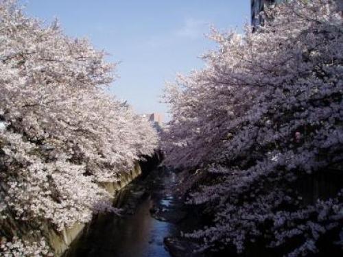 神田川の桜2