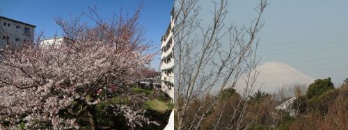 ベランダからの桜と富士山.jpg