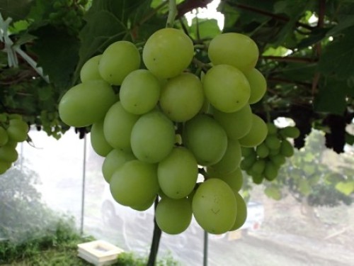 3年目にしてシャインマスカットを初収穫する！！ | 素人果樹栽培と特選園芸グッズ - 楽天ブログ