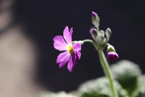 20151220 サクラソウ3.jpg