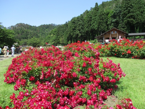 東沢バラ園