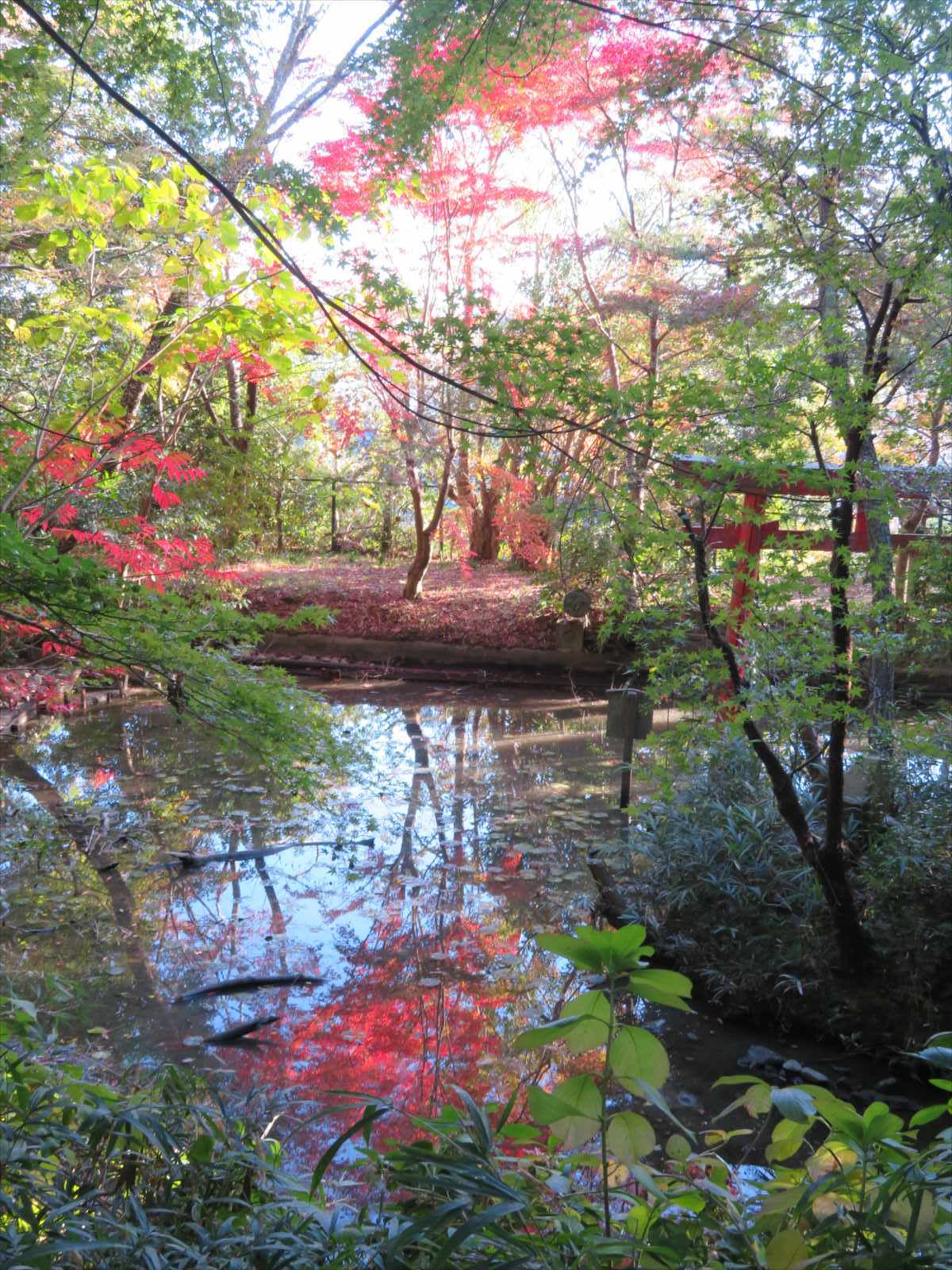 吉田神社の紅葉 11月日 ニンニク父さんのブログ 楽天ブログ