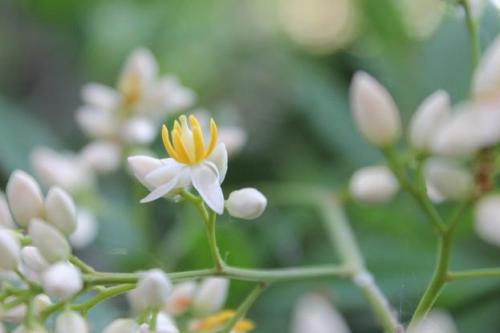 20150606 ナンテン2.jpg