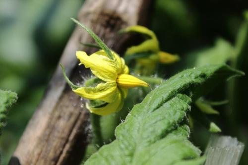 20160618 トマト 2.jpg