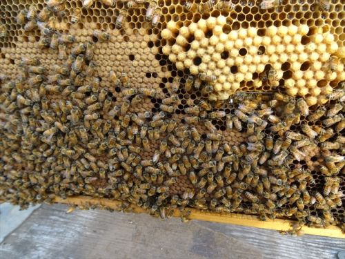 西洋ミツバチの内検 | JINさんの陽蜂農遠日記 - 楽天ブログ