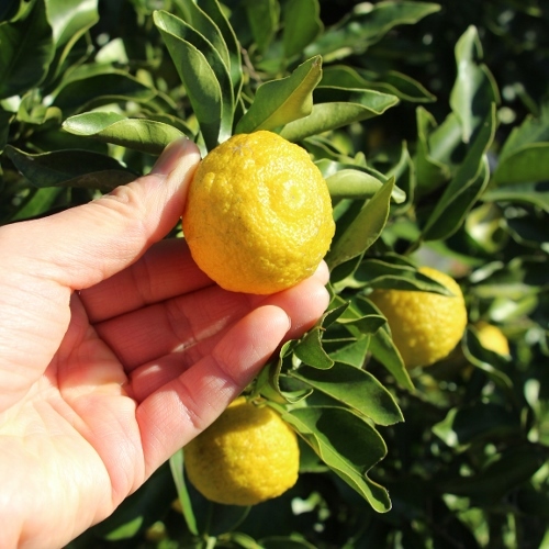 黄柚子.jpg