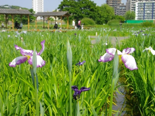 小岩菖蒲園 (8).JPG