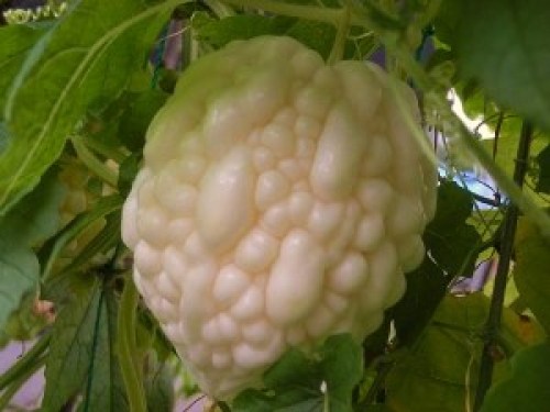 DSCN2945 (300x225).jpg