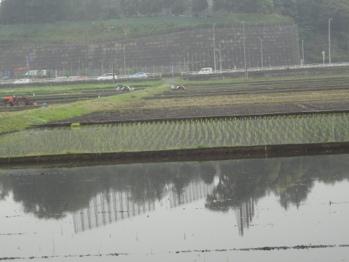 田植えの始まり.JPG