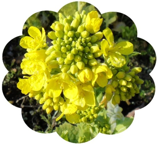 菜の花.jpg