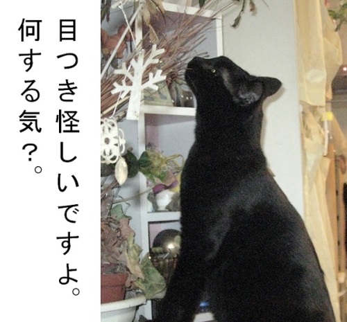 チャンプのストレス1.jpg