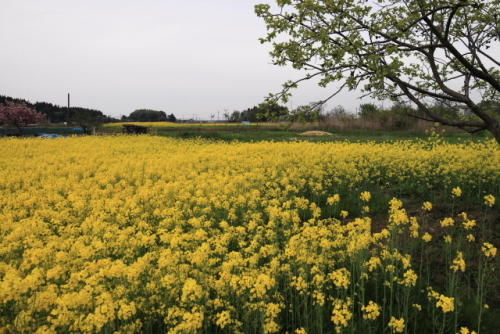 菜の花畑　2014.05.04