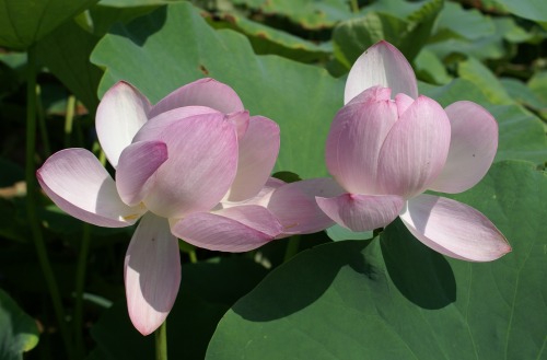 大賀蓮の花.jpg