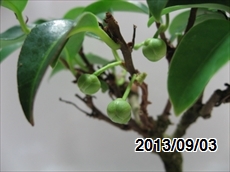 ビナンカズラ 蕾