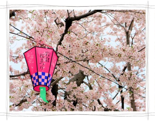 岩倉桜まつり　五条川