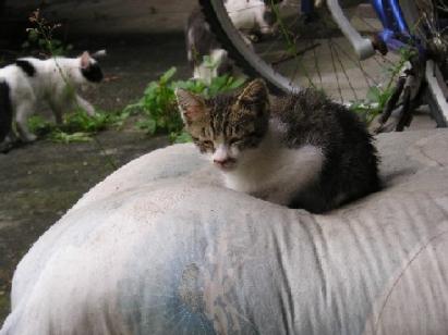 外猫
