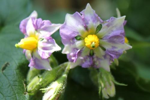 20150505 ジャガイモ2.jpg