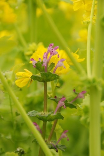 菜の花の中のホトケノザ