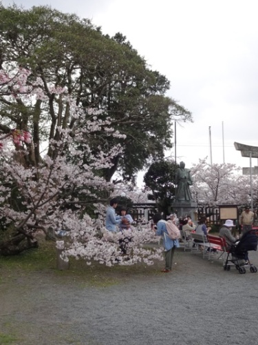 3.2016年桜 西公園  (3).JPG