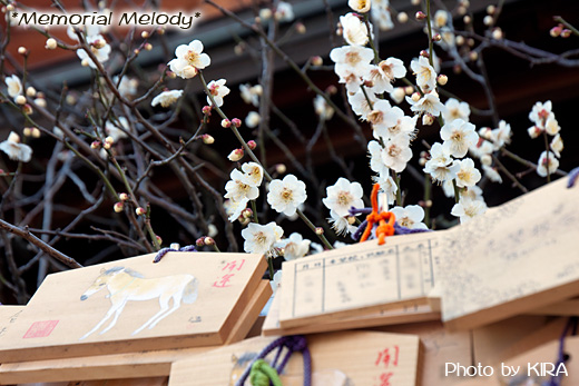 梅まつり,梅の花,湯島天神,yushima_ume05.jpg