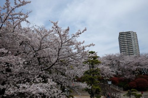 CHERRY BLOSSOM 10.Apr.2017 Mt.ASUKA-3.jpg