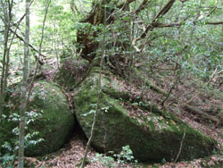 屋久島45.jpg