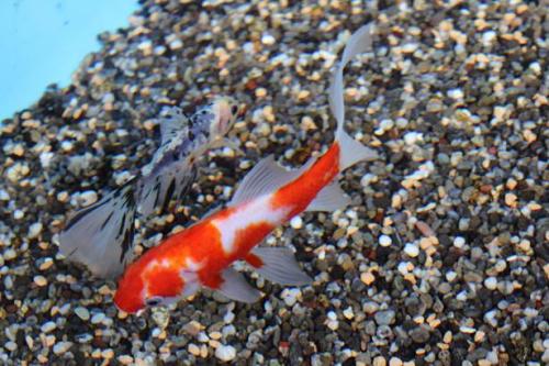 20160117 ブリストル朱文金 & 桜朱文金 2.jpg