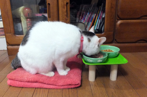food1.jpg