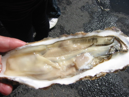 20140928_那珂湊お魚市場　三陸牡蠣.jpg