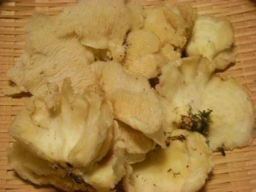 DSCN1485 (300x225).jpg