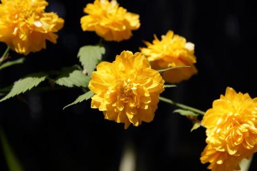 20160416 ヤマブキ6.jpg