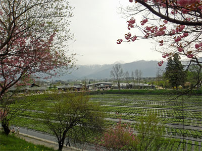 大王10.jpg