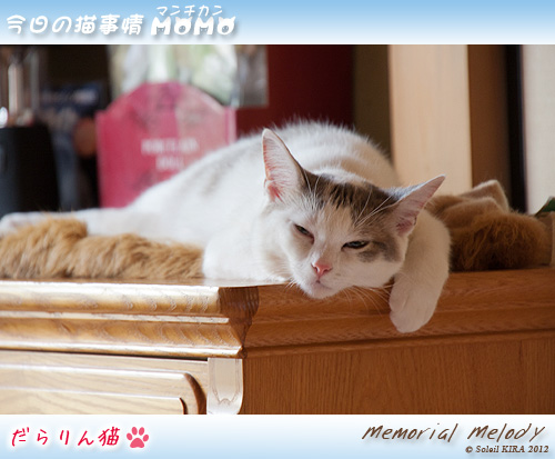 猫 ネコ マンチカン munchkin_momo120617.jpg