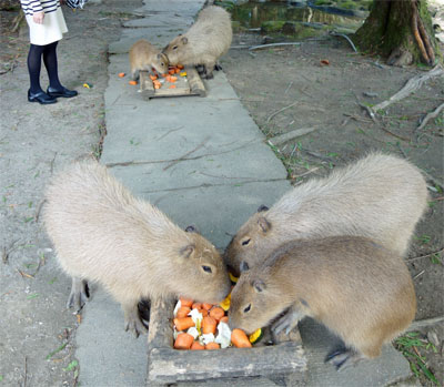 九州526.jpg