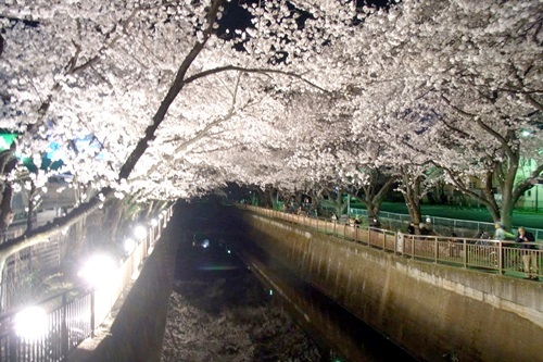 夜桜　川.JPG