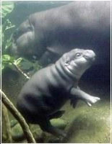 baby_hippo