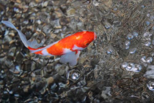 20160710 桜朱文金2.jpg