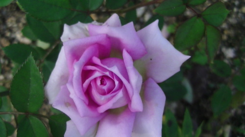 PIC_2474.JPG