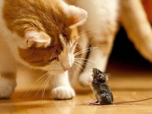 C:\fakepath\cat vs mouse 01.jpg