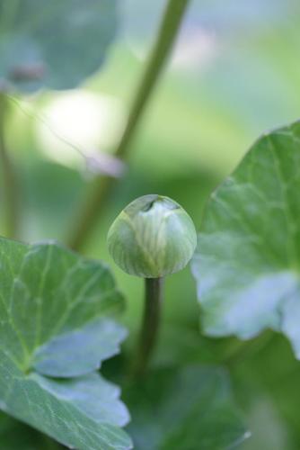 20170219 ヒメリュウキンカ 7.jpg